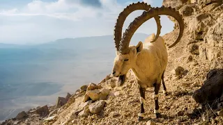 Ibex: Nature's Mountain Climbing Masters | Ibex Species And Habitat