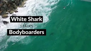 WHITE SHARK STALKS BODYBOARDERS - Shark Drone Footage