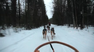 Christmas Lapland Husky Dog Ride - Sunway Travel - Unravel Travel TV