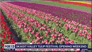 Skagit Valley Tulip Festival opening this weekend | FOX 13 Seattle