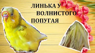 ВсЁ о ЛИНЬКЕ  у Волнистых Попугаев! Линька у попугая.