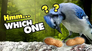 5 Weird and Funny Things Blue Jays Do