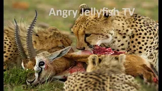 #7 UNCENSORED 18+ eaten ALIVE - Cheetah eating impala brutally - Screaming - live feeding