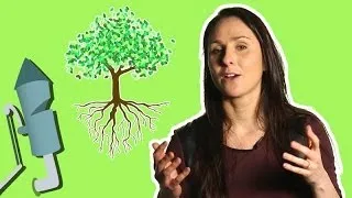 How tall can a tree get? | Nature and water transport | Jheni Osman | Head STEAM