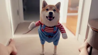 Shiba's Play (Doge Dressed As Chucky)