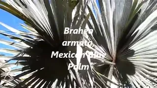 Экзотические деревья, жакаранда, магнолия, юкка, Mexican Blue Palm, Brahea Armata, 15/02/2018