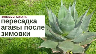 Пересадка агавы после зимовки /Agave replanting after wintering