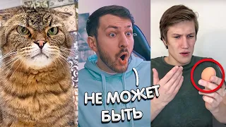 Попрыгунчик из Яйца? САМЫЙ Злой Кот В Мире | Реакция на Тик Ток Видео