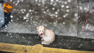 Injured Stray Dog Shivering by the Roadside on a Rainy Day