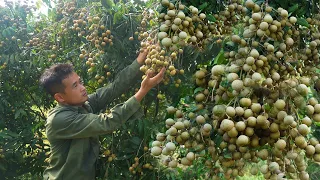 The pig farm grows very quickly, harvesting longan and bringing it to the market to sell Ep 87