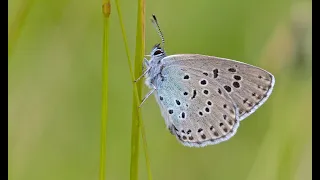 Saving the Large Blue Butterfly