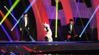 AGT season 07 winner "Olate Dogs( dogs jumping rope, going down slides, and riding scooters )"