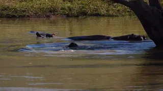 Playful hippos #pilanesbergnationalpark #wildlifephotography #southafrica