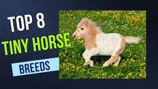 Meet the Tiniest Equines: The 8 Smallest Horse Breeds in the World 🐴