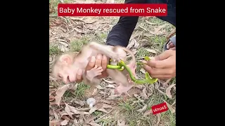 How Baby Monkey was survived from a Snake