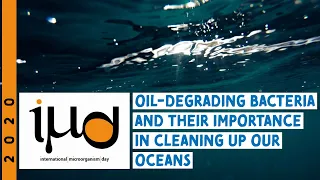 Oil degrading bacteria and their importance in cleaning up our oceans