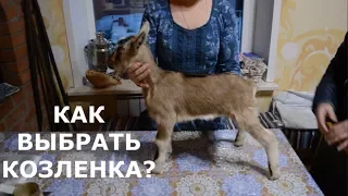 Экстерьер молочной козы, как выбрать козленка?