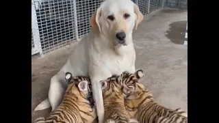 Dog Raises 3 Tiger Cubs, But Something Unexpected Happened!