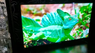 Телевизор Samsung UE43NU7097U. Отзыв и обзор