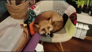 Alice fox. A biting guest on a chair.