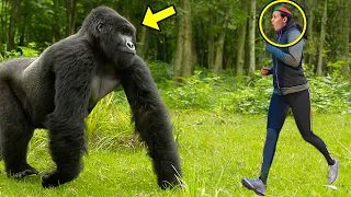 Tourist Got Lost In The Jungle & Ran Into a Gorilla. What It Did Next Shocked The Whole World!