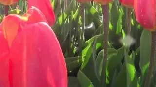 Сорта тюльпанов