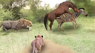 The Lions And Leopard Attack The Wild Horses When They Become Too Excited In Their Territory