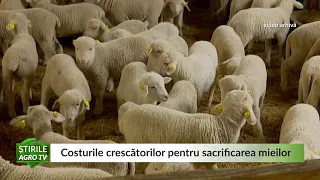 Costurile crescătorilor pentru sacrificarea mieilor 27 04 2021