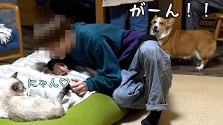 長男の浮気は絶対許さないコーギー犬