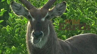 WildEarth - Sunrise Safari - January 18, 2020