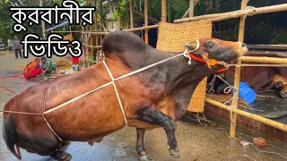 My Qurbani Bull- Grounding Time | Giant Bull Kurbani Video | The Home of Goru Lovers