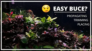 LET'S TALK BUCEPHALANDRA! (BEAUTIFUL SPECIES)