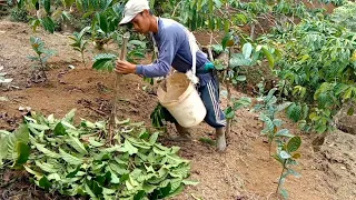 perubahan total kebun kopi Anjar Wana part 1