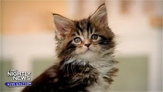 Purr-fect companions: adorable kittens looking for new homes | Nightly News: Kids Edition