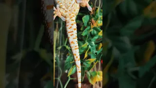 Геккон съел свой хвост! Смотри полное видео на нашем канале 😳 #геккон #ящерица #рептилии #хвост
