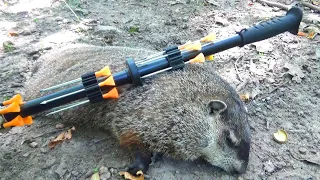 Groundhog Killed with BLOWGUN - Catch and Cook Groundhog