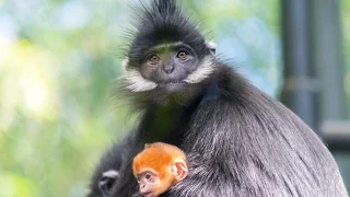 Baby Redhead Monkey Meets Family at the San Diego Zoo