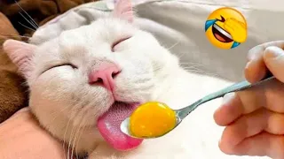 Funniest Animals 😄 New Funny Cats and Dogs Videos 2024 😹🐶 Part 148