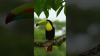 Toucan Bird Sound