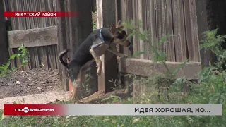 Самовыгул домашних животных могут запретить в Прибайкалье