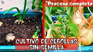 Como sembrar CEBOLLAS SIN SEMILLA  paso a paso en MACETA