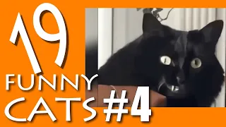 4 Funny cats videos 2020 |  Смешные Коты и Кошки