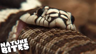 Cannibalistic Kingsnake Swallows Rattlesnake Whole! | Nature Bites