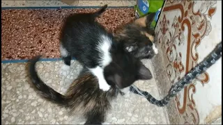 Two little kittens lost their mother (part 3)