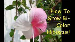 bi-color hibiscus,bicolour hibiscus, Hibiscus 50-50,Multicolor hibiscus, hibiscus grafting,bicolour