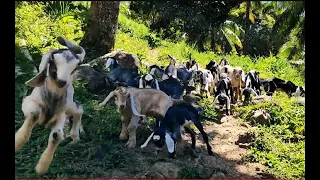 F2 Anglo-nubian bucklings | Terra Grande Farms | GOAT FARMING IN THE PHILIPPINES