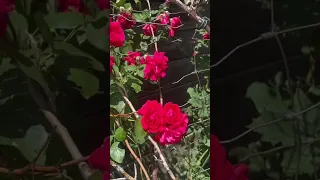 Stop and smell the roses