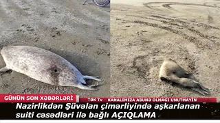 Nazirlikdən Şüvəlan çimərliyində aşkarlanan suiti cəsədləri ilə bağlı AÇIQLAMA SON DƏQİQƏ