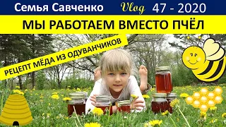 Готовим мёд из одуванчиков! Весело и полезно. Многодетная Семья Савченко #огородсша