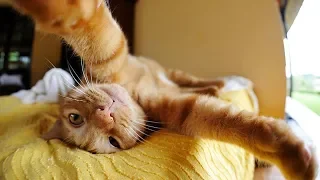 Смотреть смешное видео про кошек и собак 2019 - Смешное видео МатроскинТВ